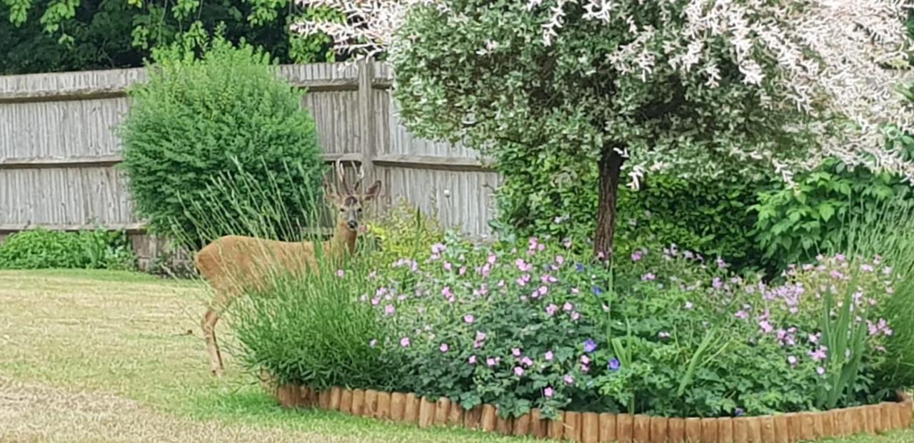 Ha'Penny Acre Bed & Breakfast Sherfield English ภายนอก รูปภาพ